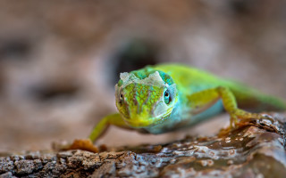 Green lizard rock camera blurry - a green lizard free wallpaper