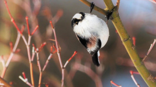 Small bird perched branch red - red berry free wallpaper
