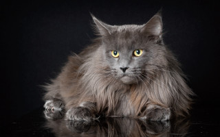 Fluffy gray cat yellow eyes - yellow eye free wallpaper