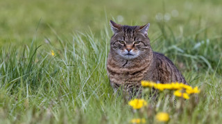 Cat field flower grass bush 2 - tall grass free wallpaper for desktop
