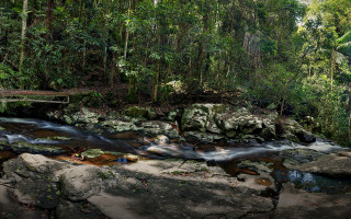Lush green forest stream bridge 2 - a stream free wallpaper
