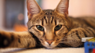Cat toy car blurry background - fisheye len free wallpaper