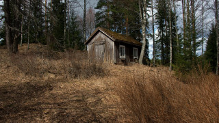 Wooden cabin autumn nature dappled - tall grass and trees free wallpaper
