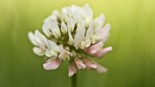 Lily lotus white flower shallow - anne rigney free wallpaper for desktop