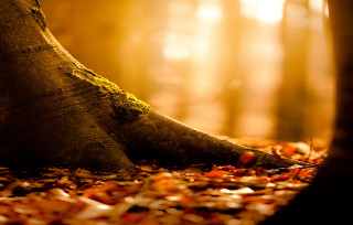 Mossy tree forest autumn fire - mossy free wallpaper