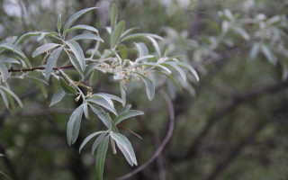 Tree leaves buds bokeh macro - leaf and buds free wallpaper