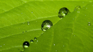 Green leaf water droplets macro 53 - free nature wallpaper