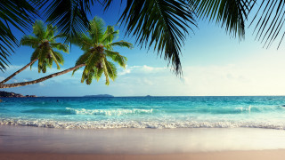 Beach palm tree boat blue - free beach wallpaper for desktop