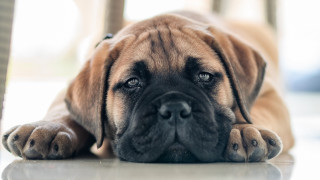 Bear polar realistic clothed animal - free dogs wallpaper for desktop