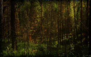 Forest branches grass night nature - a dark sky in the background free wallpaper