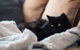 Black cat couch blanket pillows - a black cat free wallpaper