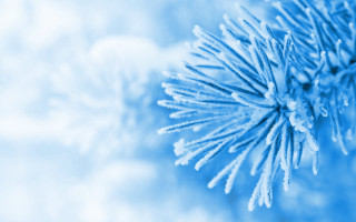 Blue pine branch snow generative - free new year wallpaper