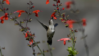 Hummingbird redflowers graybackground nasmyth award - a gray wall behind free wallpaper