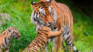 Tiger cub walking grass nature - wild free wallpaper