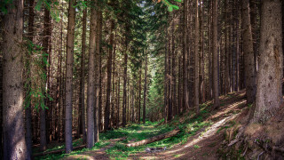 Forest trail matte painting cityscape - free forest wallpaper