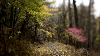 Woodland path shallow depth forest - ada hill walker free wallpaper