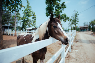 Horse fence background urban nature - the fence free wallpaper