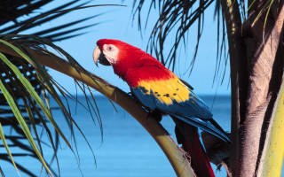 Colorful parrot ocean branch palm - rich free wallpaper