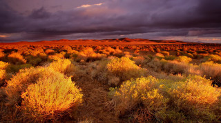 Desert bushes mountain cloudy sky - dramatic light free wallpaper