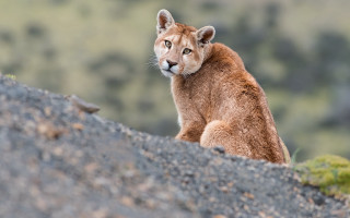 Mountain lion rock distant forest - a mountain lion free wallpaper