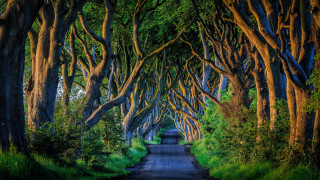 Road trees person nature scene - game free wallpaper for desktop