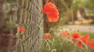 Red flower fence garden house - a red flower free wallpaper