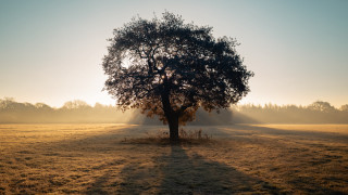 Tree sunshine fog field grass - a tree in a field free wallpaper