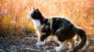 Cat fire rocky field flowers - rocky free wallpaper