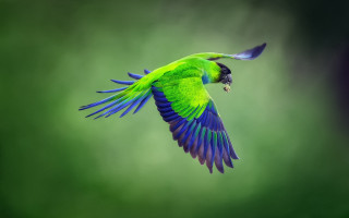 Green blue bird flying spread - its mouth free wallpaper