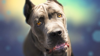 Dog yellow eyes photorealistic animal - a blurry background behind free wallpaper