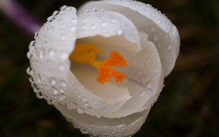 White flower water droplets purple - bracha l. ettinger free wallpaper for desktop