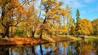 River trees yellow leaves bridge - a bridge in the distance free wallpaper