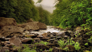 Lush forest stream rocks ferns - the rock free wallpaper