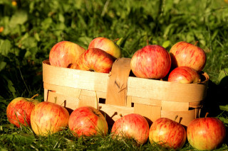 Wooden basket red apples green - red apple free wallpaper