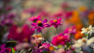 Flower bee macro pink lily - a field of flowers free wallpaper