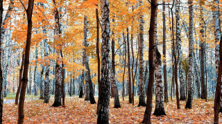 Autumn forest leaves orange burn - forest free wallpaper for desktop