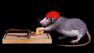 Mouse helmet cheese mousetrap board - a mouse free wallpaper