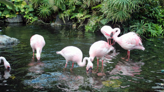 Flamingos pond plants rocks nature - de hirsh margule free wallpaper for desktop