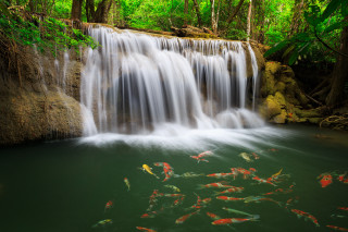 Waterfall fish swimming trees background - a few leaf free wallpaper
