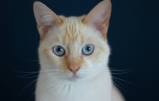 White cat blue eyes serious 8 - symmetrical eye free wallpaper