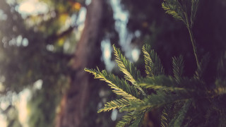 Bamboo tree fireworks night outdoor - a close up of a tree free wallpaper