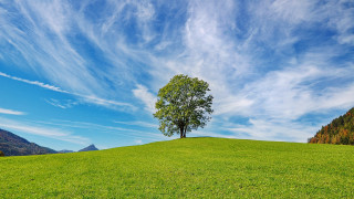 Lone tree grassy hill mountains 2 - a lone tree free wallpaper