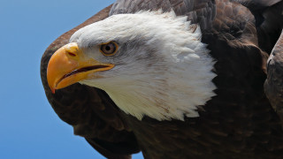 Bald eagle yellow beak white 4 - against a blue sky free wallpaper