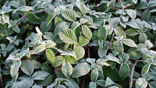 Frosted bush green leaves lotus - a few other leaf free wallpaper