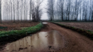 Muddy road puddles trees foggy - muddy free wallpaper