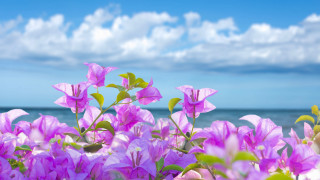 Purple flowers water clouds blue - purple flower free wallpaper for desktop