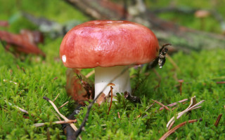 Red mushroom green field bug - a red mushroom free wallpaper