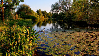 Duck pond autumn impressionist nature - free summer wallpaper
