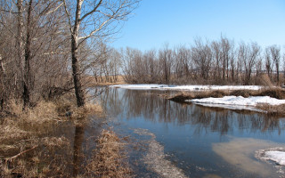 River forest snowy bare trees - river free wallpaper for desktop