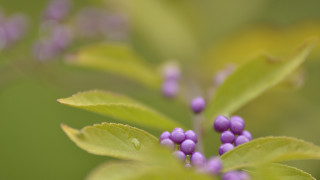 Purple flower green leaves bokeh - stem free wallpaper for desktop